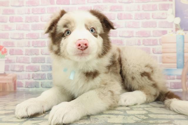 東京都のボーダーコリー (Coo&RIKU吉祥寺店/2026年1月3日生まれ/男の子/チョコレートマール)の子犬の2枚目の画像