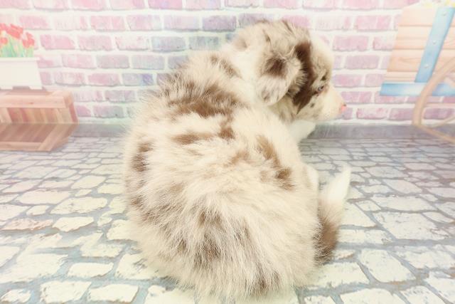 東京都のボーダーコリー (Coo&RIKU吉祥寺店/2026年1月3日生まれ/男の子/チョコレートマール)の子犬の4枚目の画像