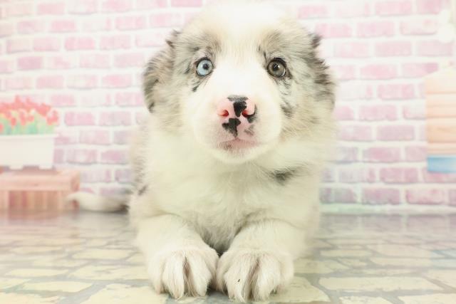 埼玉県のボーダーコリー (Coo&RIKU川越店/2026年1月3日生まれ/男の子/ブルーマール)の子犬の1枚目の画像