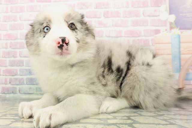 埼玉県のボーダーコリー (Coo&RIKU川越店/2026年1月3日生まれ/男の子/ブルーマール)の子犬の2枚目の画像