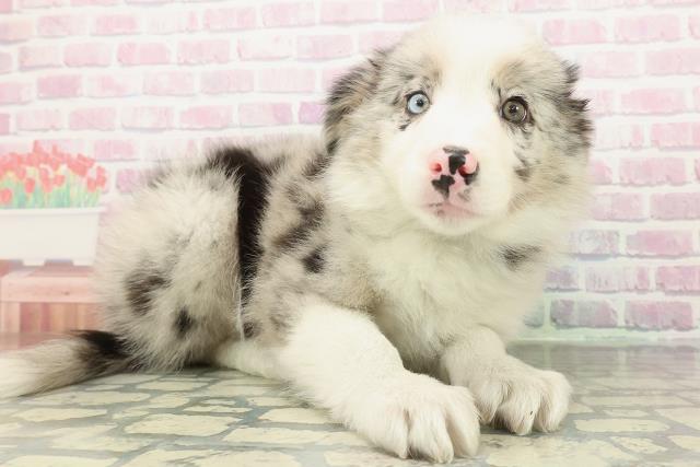 埼玉県のボーダーコリー (Coo&RIKU川越店/2026年1月3日生まれ/男の子/ブルーマール)の子犬の3枚目の画像