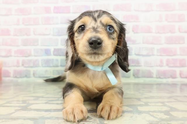 北海道のミニチュアダックスフンド(ロング) (Coo&RIKU札幌東店/2026年1月4日生まれ/男の子/シルバーダップル)の子犬の1枚目の画像