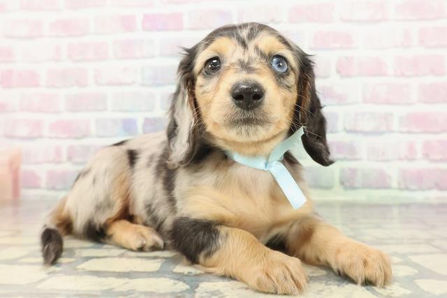 北海道のミニチュアダックスフンド(ロング) (Coo&RIKU札幌東店/2026年1月4日生まれ/男の子/シルバーダップル)の子犬の3枚目の画像