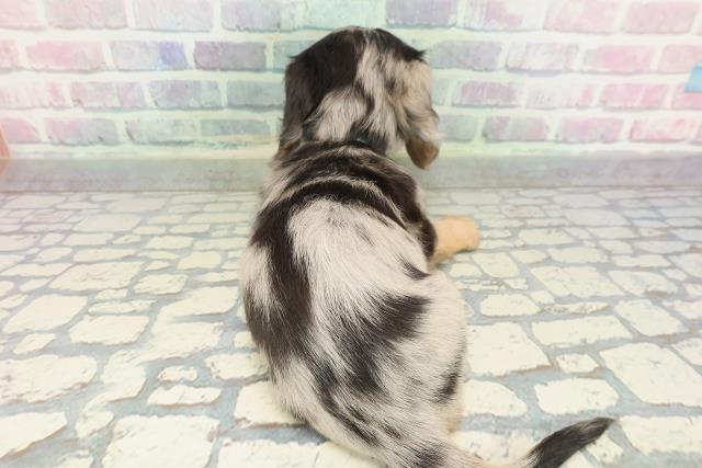 北海道のミニチュアダックスフンド(ロング) (Coo&RIKU札幌東店/2026年1月4日生まれ/男の子/シルバーダップル)の子犬の4枚目の画像