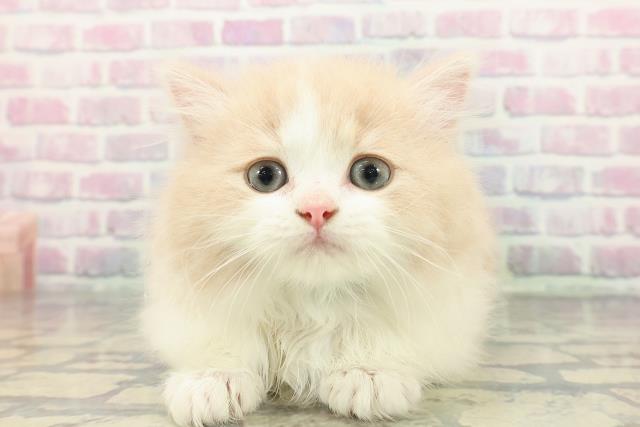 東京都のマンチカン (Coo&RIKU新宿三丁目店/2025年12月28日生まれ/男の子/クリームホワイト)の子猫の1枚目の画像