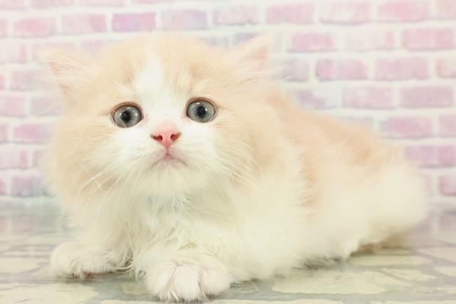 東京都のマンチカン (Coo&RIKU新宿三丁目店/2025年12月28日生まれ/男の子/クリームホワイト)の子猫の2枚目の画像