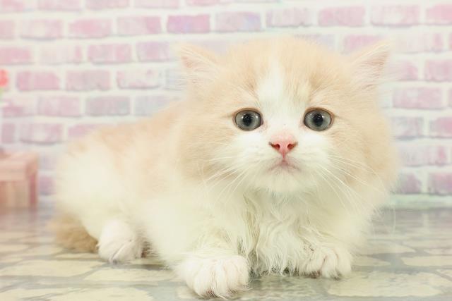 東京都のマンチカン (Coo&RIKU新宿三丁目店/2025年12月28日生まれ/男の子/クリームホワイト)の子猫の3枚目の画像