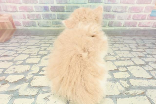 東京都のマンチカン (Coo&RIKU新宿三丁目店/2025年12月28日生まれ/男の子/クリームホワイト)の子猫の4枚目の画像