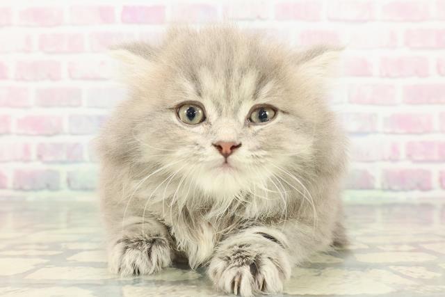 東京都のマンチカン (Coo&RIKU中野サンモール店/2025年12月28日生まれ/女の子/ブルークリーム)の子猫の1枚目の画像