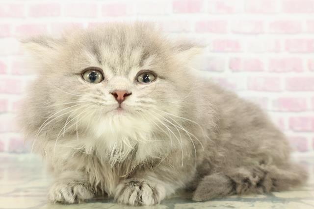 東京都のマンチカン (Coo&RIKU中野サンモール店/2025年12月28日生まれ/女の子/ブルークリーム)の子猫の2枚目の画像