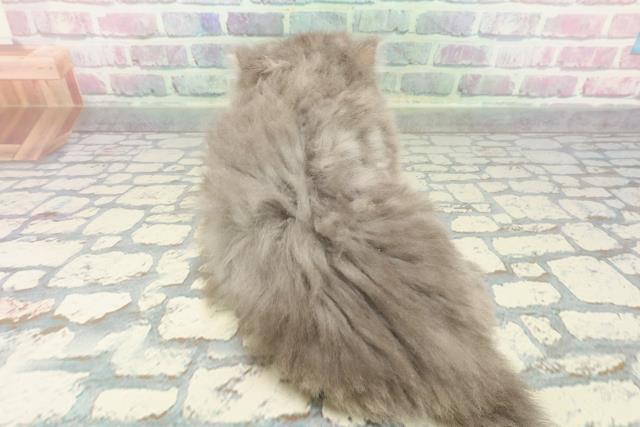 東京都のマンチカン (Coo&RIKU中野サンモール店/2025年12月28日生まれ/女の子/ブルークリーム)の子猫の4枚目の画像