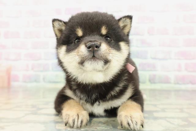 神奈川県の豆柴 (Coo&RIKU相模原店/2026年1月5日生まれ/女の子/黒)の子犬の1枚目の画像