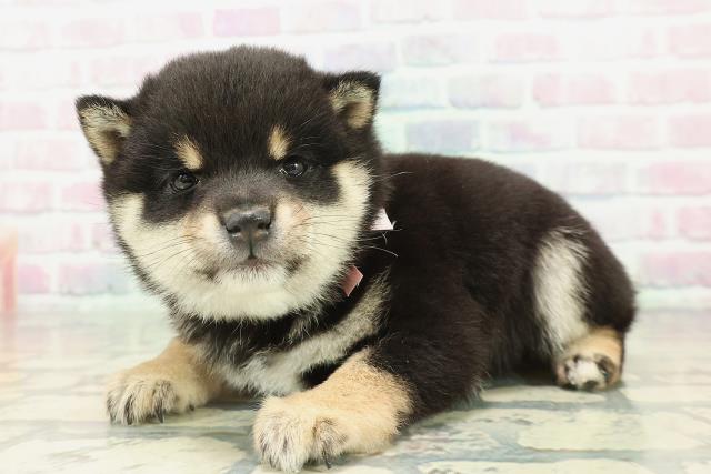 神奈川県の豆柴 (Coo&RIKU相模原店/2026年1月5日生まれ/女の子/黒)の子犬の2枚目の画像