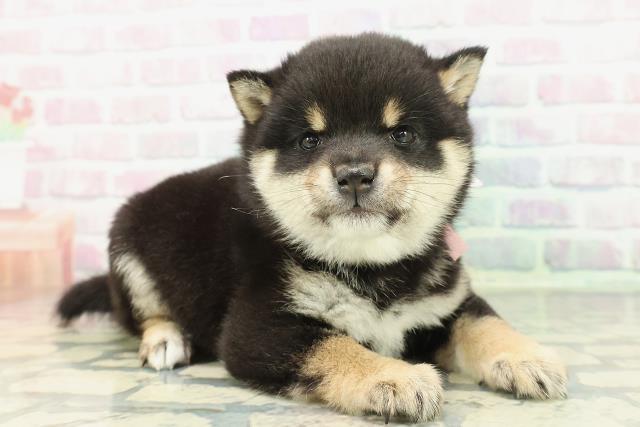 神奈川県の豆柴 (Coo&RIKU相模原店/2026年1月5日生まれ/女の子/黒)の子犬の3枚目の画像