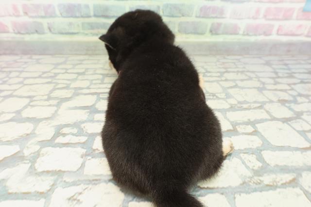 神奈川県の豆柴 (Coo&RIKU相模原店/2026年1月5日生まれ/女の子/黒)の子犬の4枚目の画像