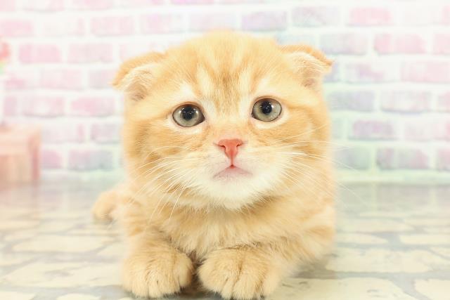 沖縄県のスコティッシュフォールド (Coo&RIKUイオン北谷店/2026年1月2日生まれ/男の子/レッドタビー)の子猫