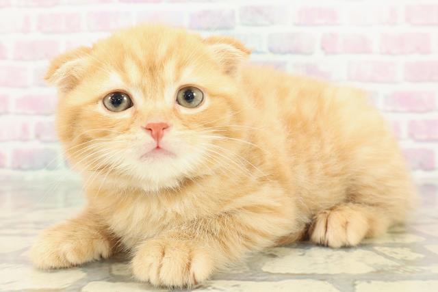 沖縄県のスコティッシュフォールド (Coo&RIKUイオン北谷店/2026年1月2日生まれ/男の子/レッドタビー)の子猫の2枚目の画像