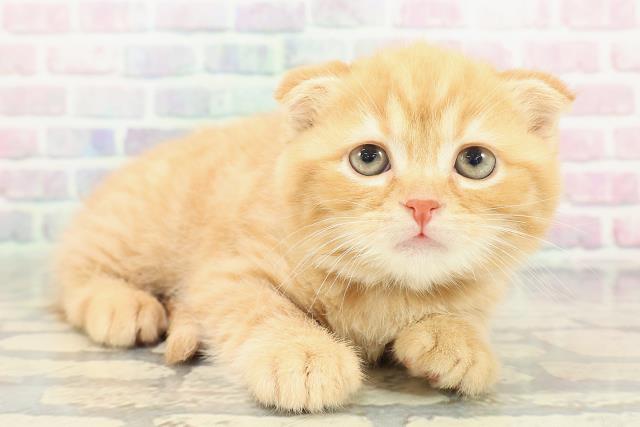 沖縄県のスコティッシュフォールド (Coo&RIKUイオン北谷店/2026年1月2日生まれ/男の子/レッドタビー)の子猫の3枚目の画像