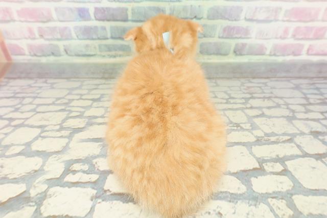 沖縄県のスコティッシュフォールド (Coo&RIKUイオン北谷店/2026年1月2日生まれ/男の子/レッドタビー)の子猫の4枚目の画像