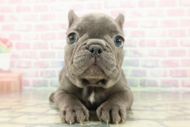 フレンチブルドッグ