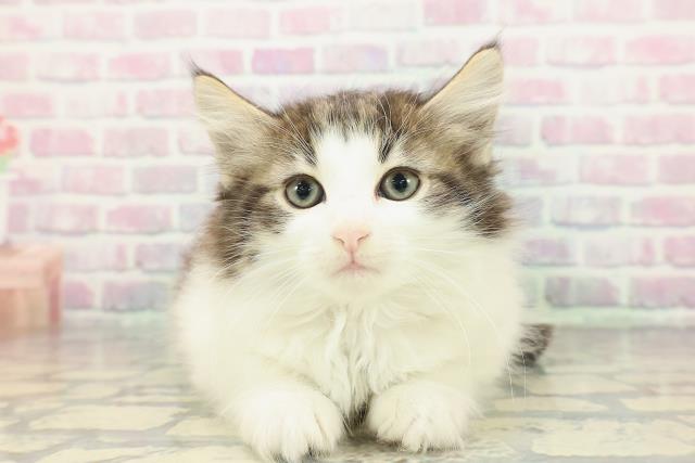 新潟県のノルウェージャンフォレストキャット (Coo&RIKU長岡店/2025年12月30日生まれ/女の子/ブラウンタビーホワイト)の子猫の1枚目の画像