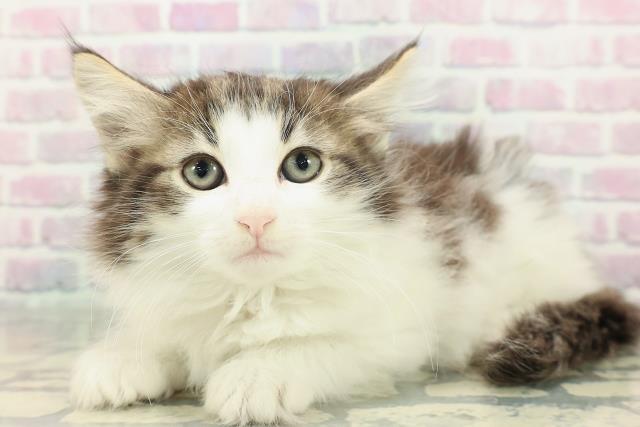 新潟県のノルウェージャンフォレストキャット (Coo&RIKU長岡店/2025年12月30日生まれ/女の子/ブラウンタビーホワイト)の子猫の2枚目の画像