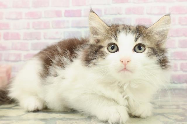 新潟県のノルウェージャンフォレストキャット (Coo&RIKU長岡店/2025年12月30日生まれ/女の子/ブラウンタビーホワイト)の子猫の3枚目の画像