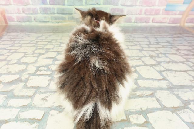 新潟県のノルウェージャンフォレストキャット (Coo&RIKU長岡店/2025年12月30日生まれ/女の子/ブラウンタビーホワイト)の子猫の4枚目の画像