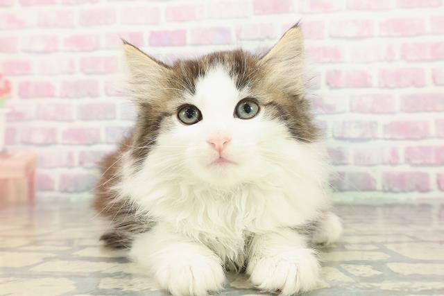 群馬県のノルウェージャンフォレストキャット (Coo&RIKU伊勢崎店/2025年12月30日生まれ/女の子/ブラウンタビーホワイト)の子猫の1枚目の画像