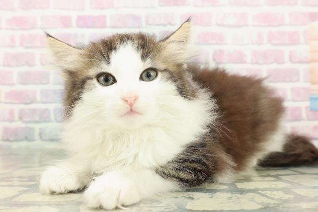 群馬県のノルウェージャンフォレストキャット (Coo&RIKU伊勢崎店/2025年12月30日生まれ/女の子/ブラウンタビーホワイト)の子猫の2枚目の画像