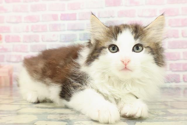 群馬県のノルウェージャンフォレストキャット (Coo&RIKU伊勢崎店/2025年12月30日生まれ/女の子/ブラウンタビーホワイト)の子猫の3枚目の画像