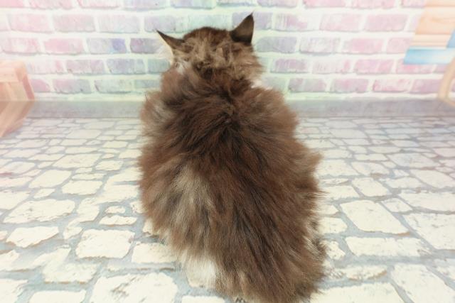 群馬県のノルウェージャンフォレストキャット (Coo&RIKU伊勢崎店/2025年12月30日生まれ/女の子/ブラウンタビーホワイト)の子猫の4枚目の画像