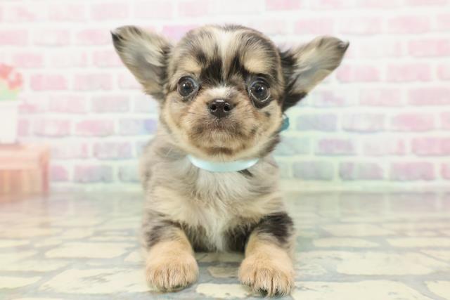 埼玉県のチワワ(ロング) (Coo&RIKU川越店/2026年1月5日生まれ/男の子/ブルーマール)の子犬の1枚目の画像