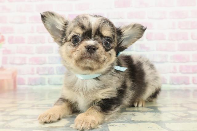 埼玉県のチワワ(ロング) (Coo&RIKU川越店/2026年1月5日生まれ/男の子/ブルーマール)の子犬の2枚目の画像