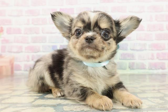 埼玉県のチワワ(ロング) (Coo&RIKU川越店/2026年1月5日生まれ/男の子/ブルーマール)の子犬の3枚目の画像