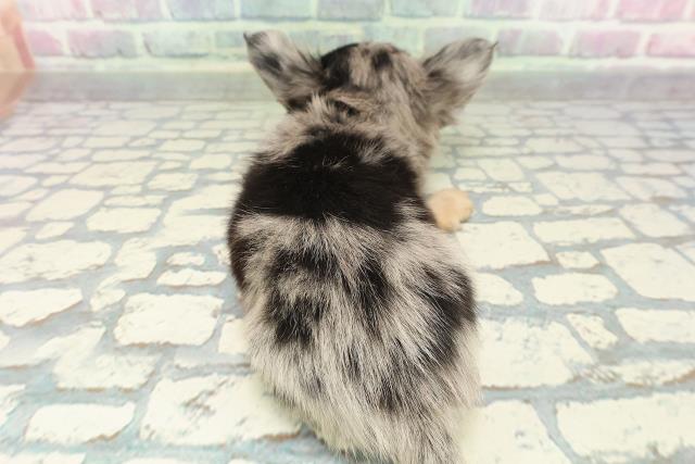 埼玉県のチワワ(ロング) (Coo&RIKU川越店/2026年1月5日生まれ/男の子/ブルーマール)の子犬の4枚目の画像