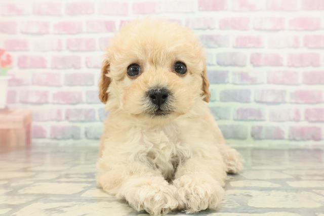 トイ・プードル