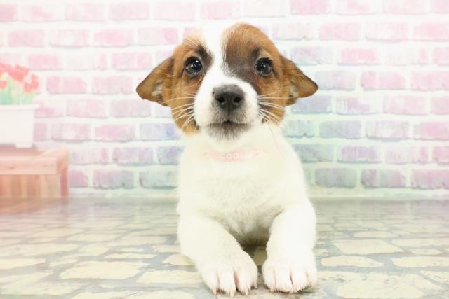 埼玉県のジャックラッセルテリア (Coo&RIKUアニマルケアセンター大宮/2026年1月1日生まれ/女の子/ホワイトタン)の子犬の1枚目の画像