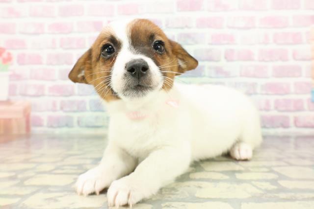 埼玉県のジャックラッセルテリア (Coo&RIKUアニマルケアセンター大宮/2026年1月1日生まれ/女の子/ホワイトタン)の子犬の2枚目の画像