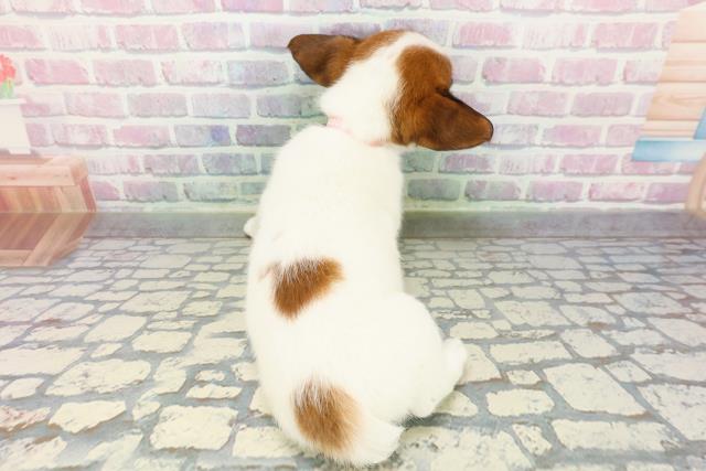 埼玉県のジャックラッセルテリア (Coo&RIKUアニマルケアセンター大宮/2026年1月1日生まれ/女の子/ホワイトタン)の子犬の4枚目の画像