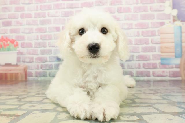 神奈川県のビションフリーゼ (Coo&RIKUパウ川崎店/2026年1月1日生まれ/男の子/ホワイト)の子犬の1枚目の画像