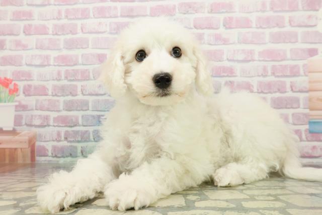 神奈川県のビションフリーゼ (Coo&RIKUパウ川崎店/2026年1月1日生まれ/男の子/ホワイト)の子犬の2枚目の画像