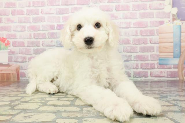 神奈川県のビションフリーゼ (Coo&RIKUパウ川崎店/2026年1月1日生まれ/男の子/ホワイト)の子犬の3枚目の画像