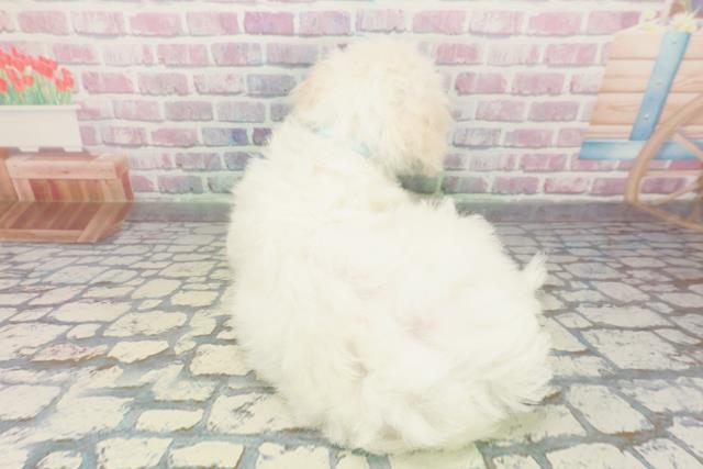 神奈川県のビションフリーゼ (Coo&RIKUパウ川崎店/2026年1月1日生まれ/男の子/ホワイト)の子犬の4枚目の画像