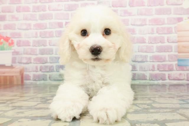 ビション・フリーゼ