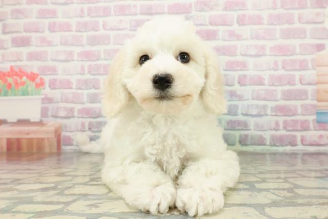 栃木県のビションフリーゼ (Coo&RIKUイオンタウン佐野店/2026年1月1日生まれ/男の子/ホワイト)の子犬