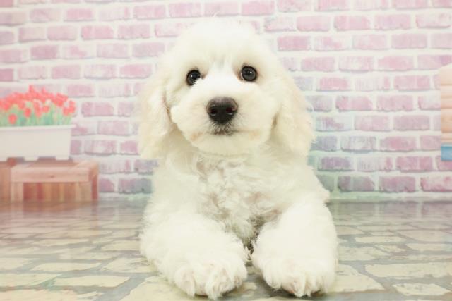 ビション・フリーゼ