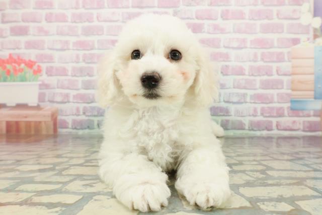 ビション・フリーゼ