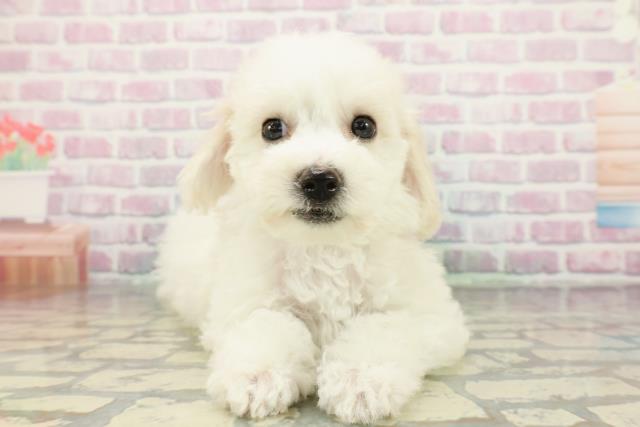 埼玉県のビションフリーゼ (Coo&RIKU川口戸塚店/2026年1月1日生まれ/女の子/ホワイト)の子犬の1枚目の画像