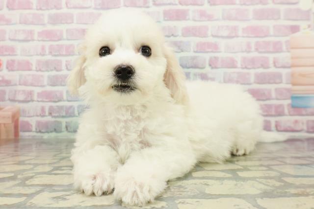 埼玉県のビションフリーゼ (Coo&RIKU川口戸塚店/2026年1月1日生まれ/女の子/ホワイト)の子犬の2枚目の画像